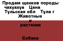 Продам щенков породы чихуахуа › Цена ­ 7 000 - Тульская обл., Тула г. Животные и растения » Собаки   